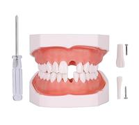 faruijie Typodont Teeth Model - Removable Tooth Teach Practice Model Teaching Study Typodont Demonstration Model Come with a Small Screwdriver