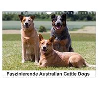 Fascinating Australian Cattle Dogs UK-Version (Wall Calendar 2026 DIN A4 Landscape), CALVENDO 12 Month Wall Calendar
