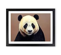 Fascinating Panda Framed Print | A2 Black Framed Wall Art | Ready to Hang | Modern Animal Picture | Living Room Bedroom Lounge Office