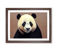 Fascinating Panda Framed Print | A3 Walnut Framed Wall Art | Ready to Hang | Modern Animal Picture | Living Room Bedroom Lounge Office