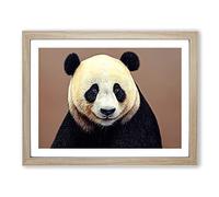 Fascinating Panda Framed Wall Art Print A2 Oak
