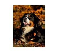 Fascination Bernese Mountain Dog，Vintage Metal Sign Kitchen Bathroom Office Bar Coffee Garage Cave Home Living Wall Decor(30x40cm）12x16 inch-AC44