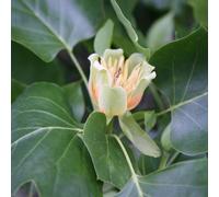 Fastigiatum Tulip Tree Ornamental Liriodendron Tulipifera 9L Pot 1.2m - 1.5m Plant Theory Green One Size