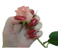 Fat-catz-copy-catz 500x Dark Red Full Cover Long Square False Salon Quality Nails: 10 Sizes, 50 Each Size