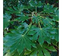 Fatsia Japonica Evergreen Shrub 9cm-5L, 2L (60-70cm including pot)