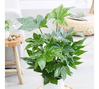 Fatsia Japonica Japanese Aralia Indoor 60cm Plant 17cm Pot Primrose Green One Size