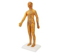 Fauitay 20.9in Acupuncture Model Female Human Body Acupuncture Model Chinese Acupuncture Model with High Definition Engraved Acupoints for Teaching Training Practice