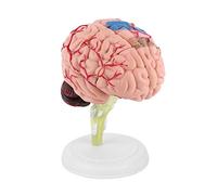 FAUOSWUK Disassembled Human Brain Model,1pc Disassembled Anatomical 4D Human Brain Model with Display Stand Disassembly Teaching Mannequin for Anatomy and Physiology Courses