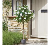 Faux Hoxton Rose Tree - Weather Resistant Home Or Garden Realistic Artificial Potted Plant - Measures H120 X 40Cm Diameter