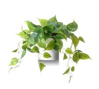Faux Plants Indoor, Artificial Plants for Home Decor Indoor, Pothos Small Fake Plants - Fake Plants Decor, Green Plants Artificial Décor, Artificial Plant for Indoor and Outdoor - White Pot
