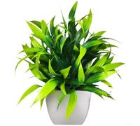 Faux Plants Indoor Set Realistic Artificial Eucalyptus Style Plastic Pot for Living Room Bedroom Decor 19cm(Lucky Plant)