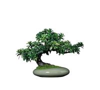 Faux Tree Simulation of Green Plants Welcoming Pine Bonsai Ornaments Fake Tree Pine Fortune Tree Small Potted Plants Indoor Desktop Decoration Faux Plants Indoor(A)