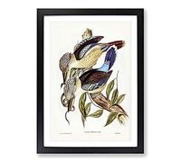 Fawn-Breasted Kingfishers by Elizabeth Gould Framed Print | A2 Black Framed Wall Art | Ready to Hang | Modern Nature Picture | Living Room Bedroom Lounge Office