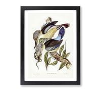 Fawn Breasted Kingfishers By Elizabeth Gould Vintage Framed Print | A4 Black Framed Wall Art | Ready to Hang | Classic Nature Picture | Living Room Bedroom Lounge Office