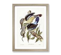 Fawn Breasted Kingfishers By Elizabeth Gould Vintage Framed Print | A4 Oak Framed Wall Art | Ready to Hang | Classic Nature Picture | Living Room Bedroom Lounge Office