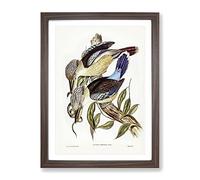 Fawn Breasted Kingfishers By Elizabeth Gould Vintage Framed Print | A4 Walnut Framed Wall Art | Ready to Hang | Classic Nature Picture | Living Room Bedroom Lounge Office