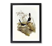 Fawn Breasted Superb Warbler Birds By Elizabeth Gould Vintage Framed Print | A2 Black Framed Wall Art | Ready to Hang | Classic Nature Picture | Living Room Bedroom Lounge Office