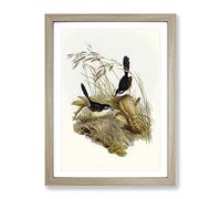 Fawn Breasted Superb Warbler Birds By Elizabeth Gould Vintage Framed Print | A2 Oak Framed Wall Art | Ready to Hang | Classic Nature Picture | Living Room Bedroom Lounge Office