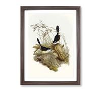 Fawn Breasted Superb Warbler Birds By Elizabeth Gould Vintage Framed Print | A3 Walnut Framed Wall Art | Ready to Hang | Classic Nature Picture | Living Room Bedroom Lounge Office