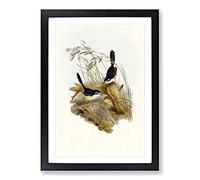 Fawn-Breasted Superb Warblers by Elizabeth Gould Framed Print | A2 Black Framed Wall Art | Ready to Hang | Modern Nature Picture | Living Room Bedroom Lounge Office