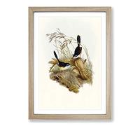 Fawn-Breasted Superb Warblers by Elizabeth Gould Framed Print | A2 Oak Framed Wall Art | Ready to Hang | Modern Nature Picture | Living Room Bedroom Lounge Office