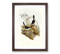 Fawn-Breasted Superb Warblers by Elizabeth Gould Framed Print | A2 Walnut Framed Wall Art | Ready to Hang | Modern Nature Picture | Living Room Bedroom Lounge Office