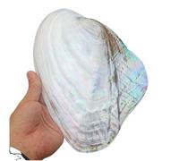 FBHDKJNFG Ocean Conch Jumbo Seashells ， Natural Sea Shells, Large Natural Sea Shells 18~20Cm Large Pearl Oyster Shell for Wedding Decor Beach Theme Party, Home Decorations,DIY Crafts