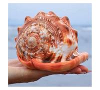 FBHDKJNFG Ocean Conch Jumbo Seashells ， Natural Sea Shells, Large Natural Sea Shells for Landscape Aquarium Home Floor Decoration Ornaments(14~14.5cm)