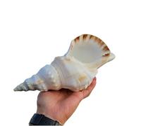 FBHDKJNFG Ocean Conch Jumbo Seashells ， Natural Sea Shells, Natural Sea Shells,Large Conch Shells for Decoration 17-25Cm for Wedding Beach Party, Home Decorations,Shell Collectors(18cm)