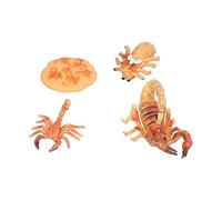 Fdit Scorpion Life Stage Model Toy Set Educational Lifestyle Stages for Kids Nature Lessons Teaching Aid Plastic Material (Scorpion growth cycle 2)