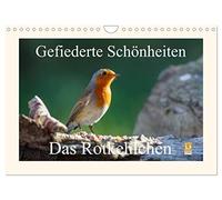 Feathered beauties - The robin UK-Version (Wall Calendar 2026 DIN A4 Landscape), CALVENDO 12 Month Wall Calendar