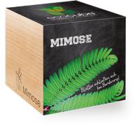 Feel Green ecocube "Mimosa" - 1 item