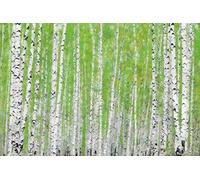 Feeling at home ART-CANVAS-stretched-on-WOODEN -BARS EVERGREEN TIMBER Greene Taylor - Landscape horizontal image Spice Harvest Botanical Landscapes Greens Seasonal Fine art pri 20_X_31_in