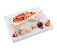Fegtrtyoa Rat Anatomy Model Mouse Internal Organs Structure Experimental Animal Anatomy Specimens