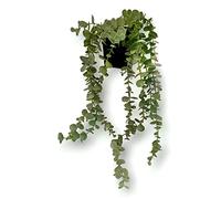 FEJKA Artificial Potted Plant, In/outdoor Decoration Hanging [Eucalyptus 9cm]