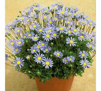 Felicia Blue Blue Daisy 3 Plug Plants