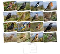 Felicitas British Garden Birds Variety Postcard Pack - Set Featuring 16 Popular Birds - A6 - Beautiful Imagery - Cool Eye Catching Wild Life Theme - Eco Friendly - Made in UK