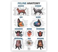 Feline Anatomy A1 Poster - Detailed Cat Body Diagram with Muscles, Skeleton, Organs & Systems | Educational Wall Chart for Study, Vet Students & Pet Lovers