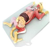 Feline Anatomy Model - Pet Organ and Visceral Muscle Teaching Aid | Feline Anatomy Model - Detailed Educational Tool for Understanding Pet Organ Structures and Muscle Function