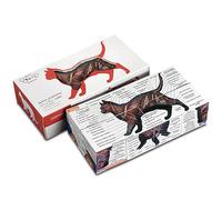 Feline Anatomy Study Cube - 3D Cat Learning Model with Muscles, Skeleton & Organs | Foldable Cat Anatomy Study Cube for Vet Students, Teachers & Animal Lovers