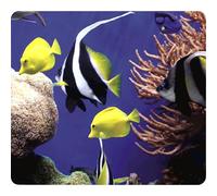 Fellowes Recycled Mouse Mat - Non-Slip Rubber Base - Easy to Clean Mouse Pad - Made from Recycled Materials - Optical & Laser Mouse Compatible - 228 x 203 x 2mm - Under the Sea