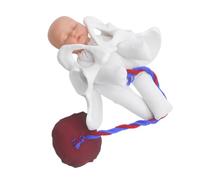 FELTECHELECTR Realistic Female Pelvis Childbirth Model with Mini Fetus Umbilical Cord and Placenta Educational Simulator for Obstetric Training Midwife Learning and Prenatal Classes