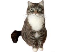 Felted Wool Cat Needle Felting Kit, DIY Cat Craft for Making 3D Felt Animal Figurines, Handmade Orange Tabby, Calico, and Black White Cat Modern Home Decor Supplies(Tabby Cat)