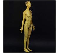 Female Anatomy Figure - 60Cm/23.6Inch Human Anatomy Figure Mannequin Drawing Figures - Human Muscle Skeleton Muscle Anatomical Model - for Medical Artist Drawing Study,A