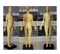 Female Anatomy Figure Model - Human Skeleton Anatomical Painting Model - 60Cm Human Body Musculoskeletal Anatomical Model - for Medical Artist Drawing Study (PU Material),A