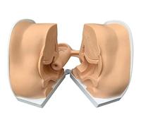 Female Anatomy Model with Realistic Simulation, Conteption Practice Aid, Anti-Slip Base, Ideal for Medical Education and Intuitive Learning