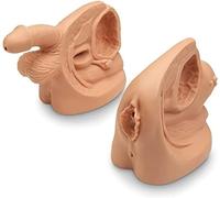 Female and Male Genital Anatomy Models Set, PVC Catheter Insertion Model with Digital Anatomy Markings Catheterization Model for Education Demonstrations Training