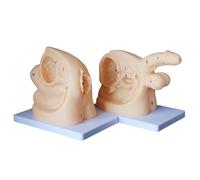 Female and Male Genital Anatomy Models Set, Simplified Urinary Insertion Model with Digital Anatomy Markings Catheterization Model for Education Training