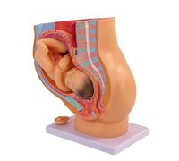 Female Birth Model-Pvc Material Fetus Foetus Pregnancy Anatomy Of The Placenta Models For Obstetrics And Training In The Female Pelvis