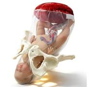 Female Birthing Model Birthing Simulator for Study Model Training Model for Obstetrics Pelvis Childbirth Demonstration Section A